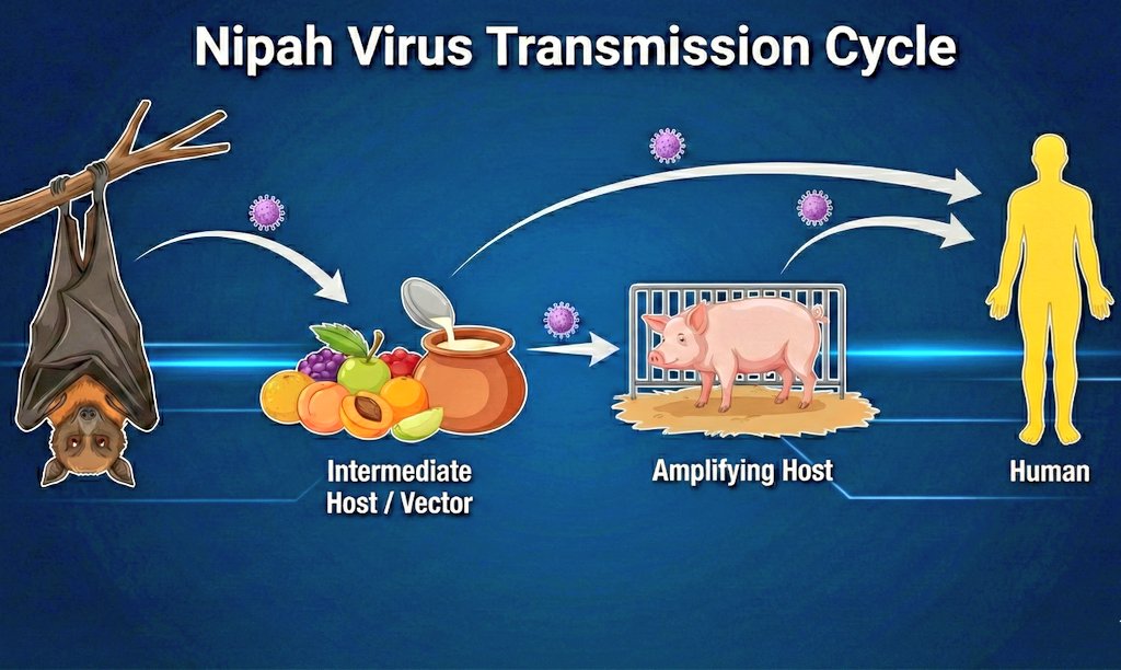 UpdateWasPlain's tweet image. 🚨Nipah Virus Update 🇮🇳
​
India confirms 2 Nipah cases in West Bengal. 196 contacts tested negative. No vaccine exists. 🦇