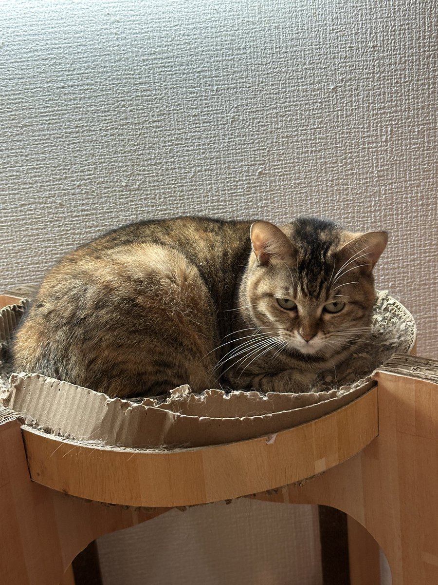 ねこあわび  うちの一番したの猫の「あわび」 俺がカメラ向けると毎回この表情なん