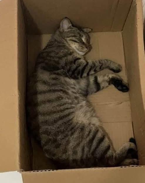 Mr PitBull tweet media