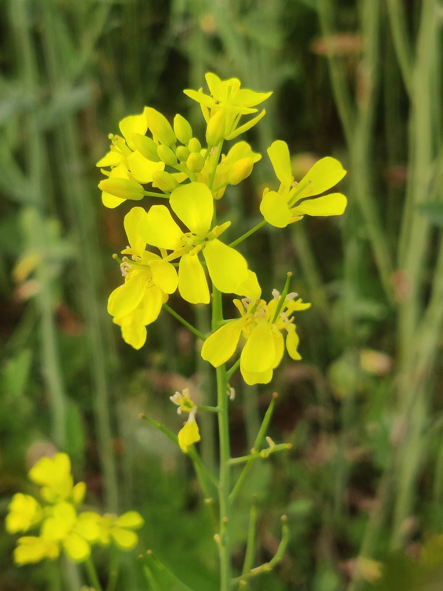 Good morning friends 🌹🙏 
Flowers #gardening #nature
