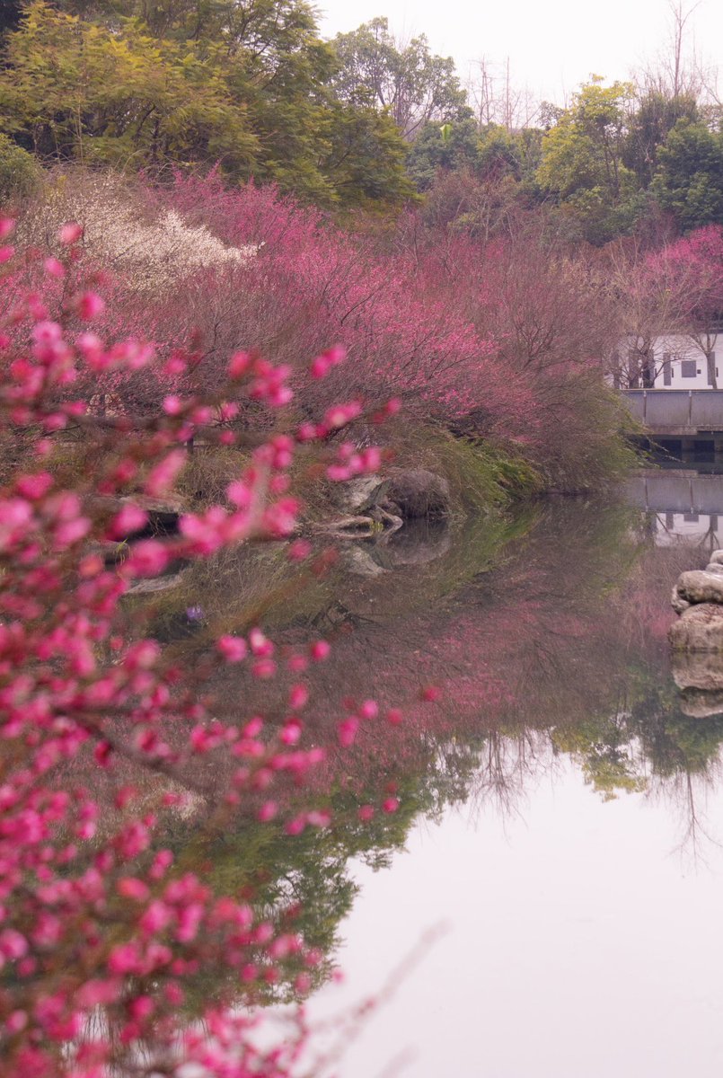 TouchTrace48708's tweet photo. Admiring plum blossoms by the Huanhua Stream in Chengdu, Sichuan on a winter day, pure bliss and ease.#sichuantravel #chengdu https://t.co/pOvJPSXWV6