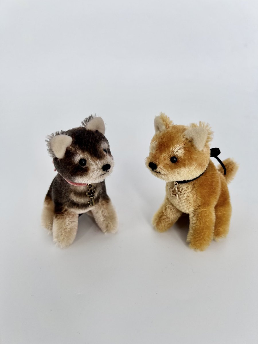 作家　テディベア　柴犬 2/18〜阪急うめだテディベアーズ向け 定番ですが、お座り9cmの豆柴と