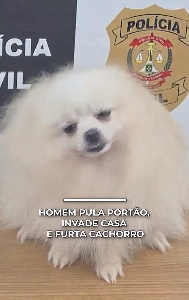 julianaribe's tweet photo. Não to bem com a foto do cachorro que foi sequestrado e tava na delegacia. Pela primeira vez ele teve um dia de cão, coitado. https://t.co/dKL4Es5gQN