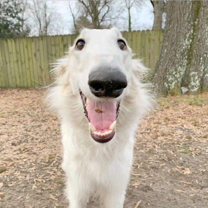 woof "pronouns" woofington tweet media