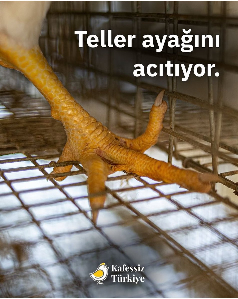 Srpulsy's tweet photo. Lütfen kafes yumurtası almayın🙏
Ömür boyu A4 kağıdı kadar küçük kafesin içinde acılar içinde yaşamasınlar… https://t.co/q2IfqEeiML