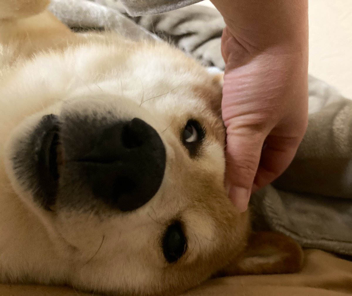 起きてー　散歩いくよー
#柴犬が好きすぎるで使っていいよ