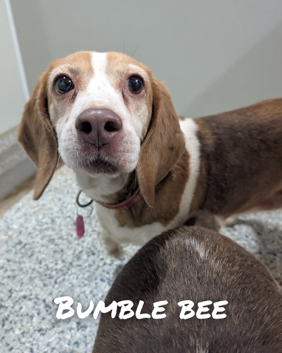 Beagle Freedom Project tweet media