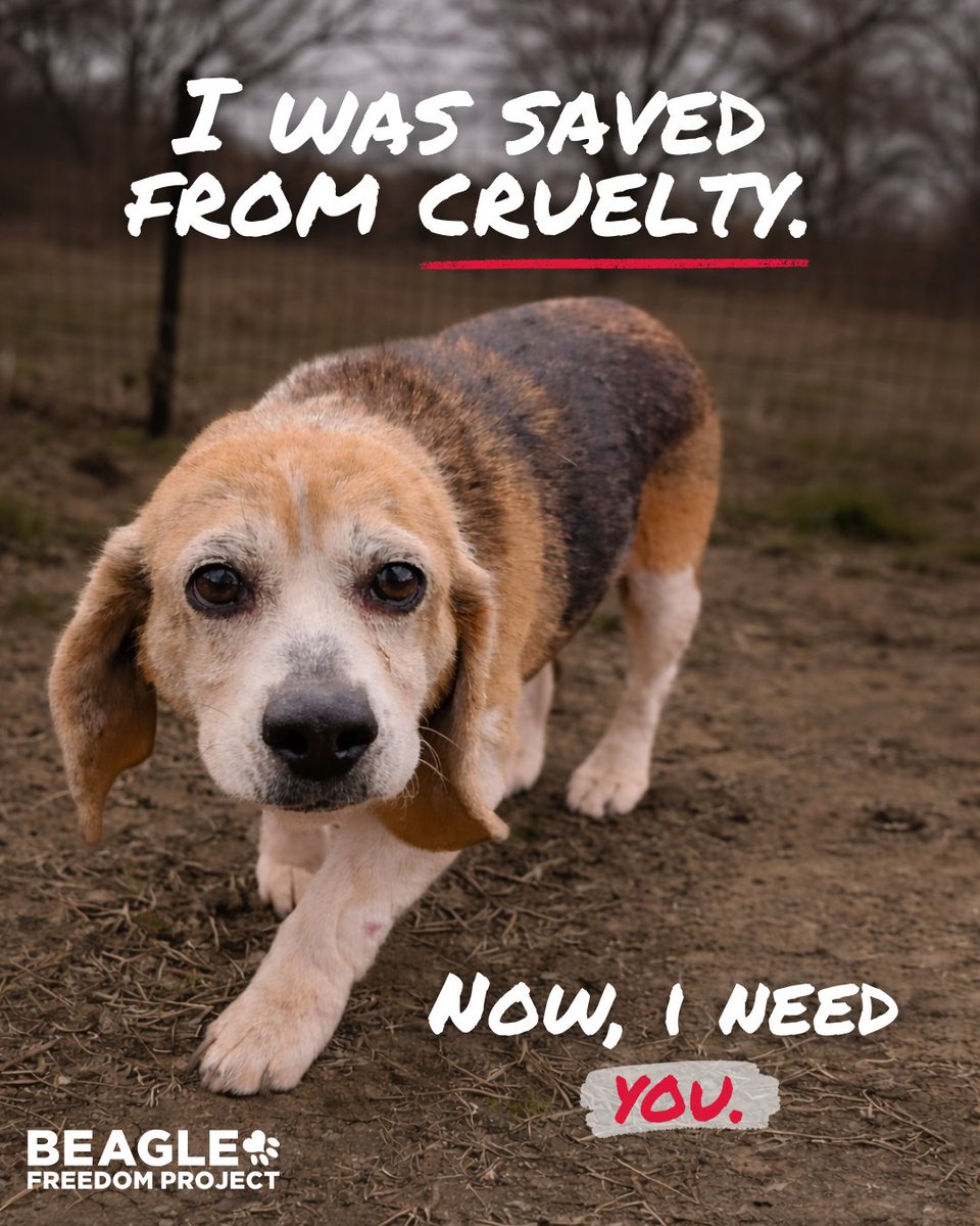 Beagle Freedom Project tweet media