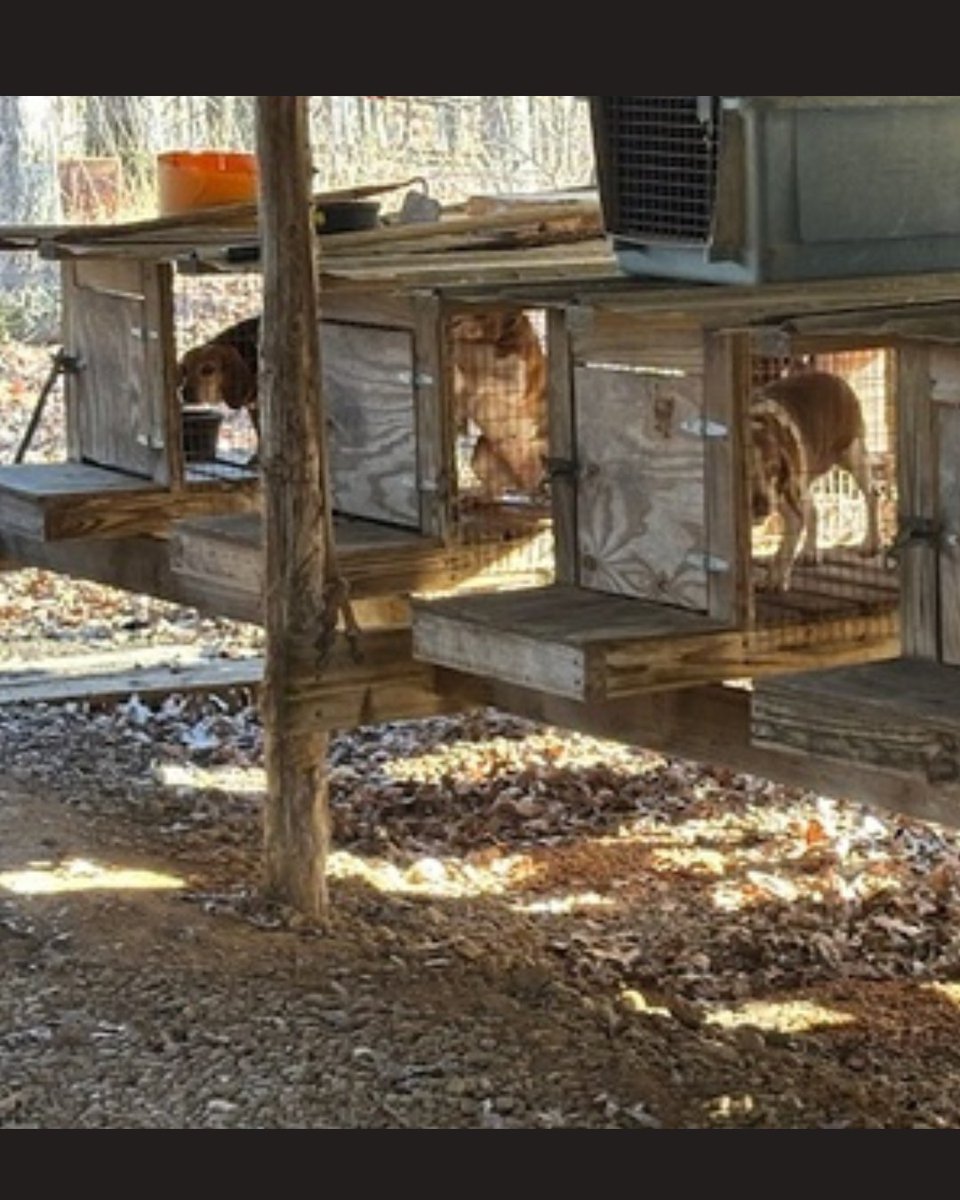 Beagle Freedom Project tweet media