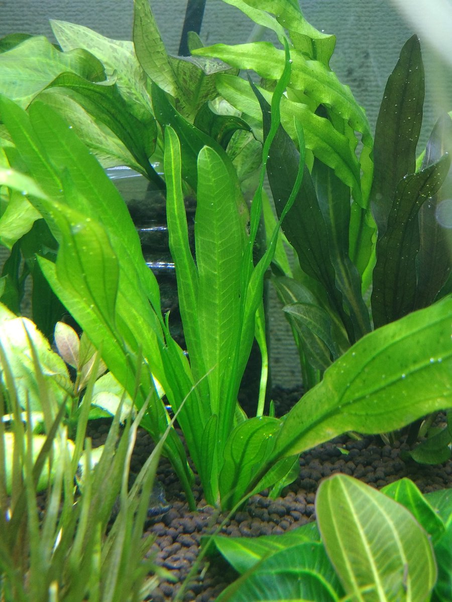 Ech. cf uruguayensis(horemanii) from Itacurubi Rio Uruguay