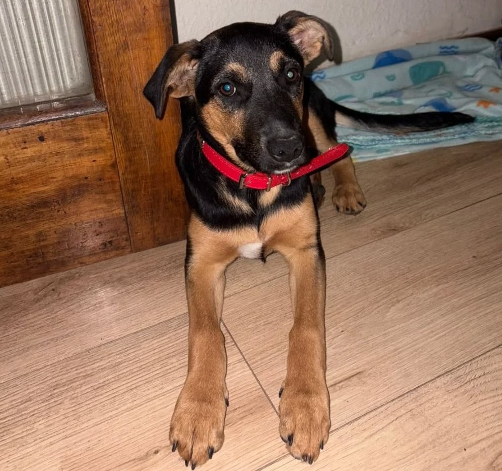 eltuitdemarsh's tweet photo. Hermosa bebita, de tres meses, en adopción responsable. Se encuentra desparasitada y con su primera vacuna. Es muy tierna, regalona y bien portada. Se lleva bien con otros perritos. Si deseas darle un hogar, comunícate al +56989854472 o al +56938920322. Favor RT!
#Limache https://t.co/IF1y4J7bH4