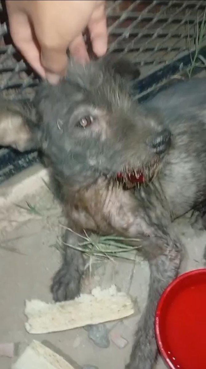 Necesitamos ayuda urgente ‼️ 
Es un bebé lo golpearon hasta hacerle sangrar la boca

📍Alias Mercado Pago: Omfamoreno 
📍Alias Banco Nacion: Omfitas 
📍PayPal: OrgMiFielAmigo 
✔️Cuentas a nombre de Yanina Vanesa Dalinger