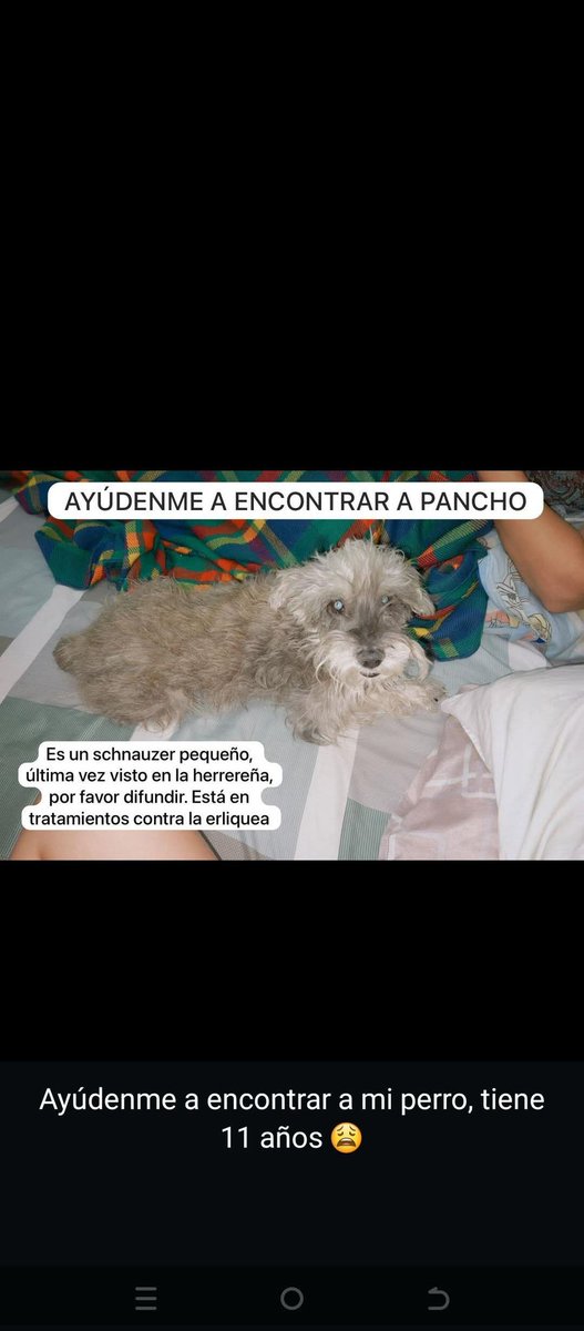 Se busca a Pancho,  Montaña Fresca Maracay.  Está viejito y recibe tratamiento contra la Erliquia, se perdió el 26/01/2026 en la mañana zona La Herrereña, Bicentenario, Montaña fresca. 04243003320