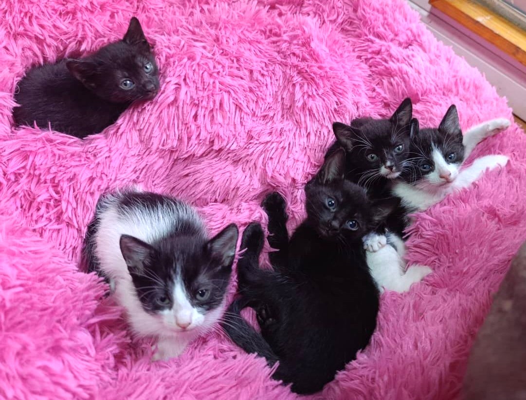Bellos bebitos y bebitas, de un mes y medio, en adopción responsable (no hay información del sexo de los bebés en la publicación original). Si deseas adoptar, comunícate al +57977218075. Favor RT!
#Quilpué