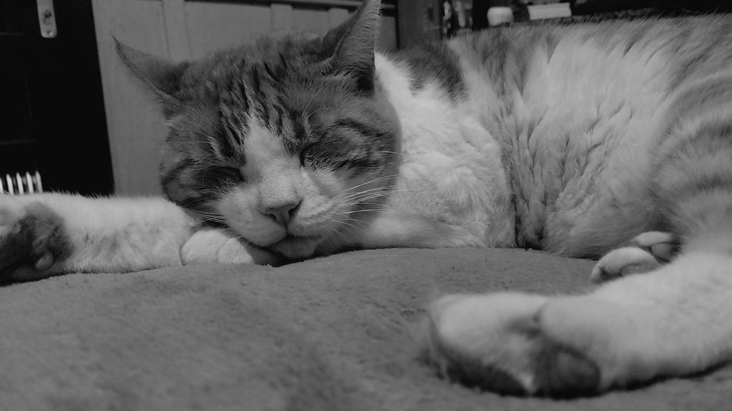 Ele faleceu hoje. 

Como eu havia postado a alguns meses, nosso amado Doritos estava em cuidados paliativos já que a cirurgia não era mais uma opção viável. Quero agradecer pelas doações e pelo apoio.

Descanse em paz meu amor. Eu nunca vou te esquecer. 🤍