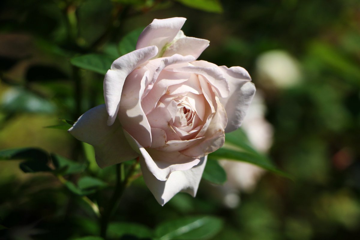 barabara (@kNwhDJeJcX4Mgb1) / Posts / X