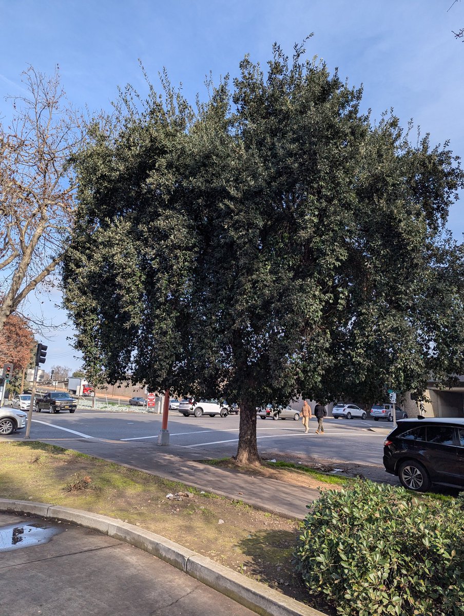 Пробковый дуб на Джей-стрит в Сакраменто.