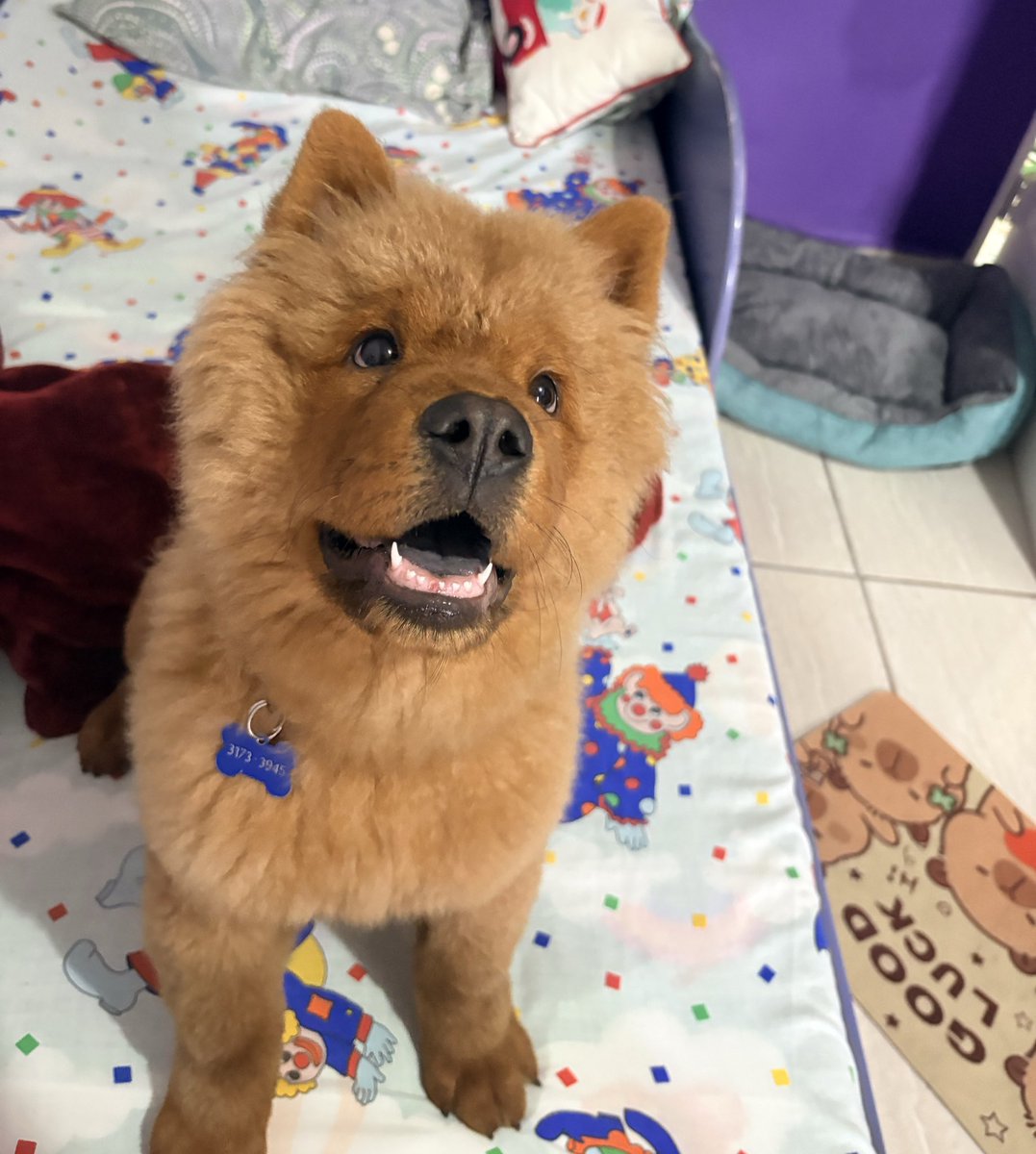 A mi esponjita ya se le cayó un diente 🥺