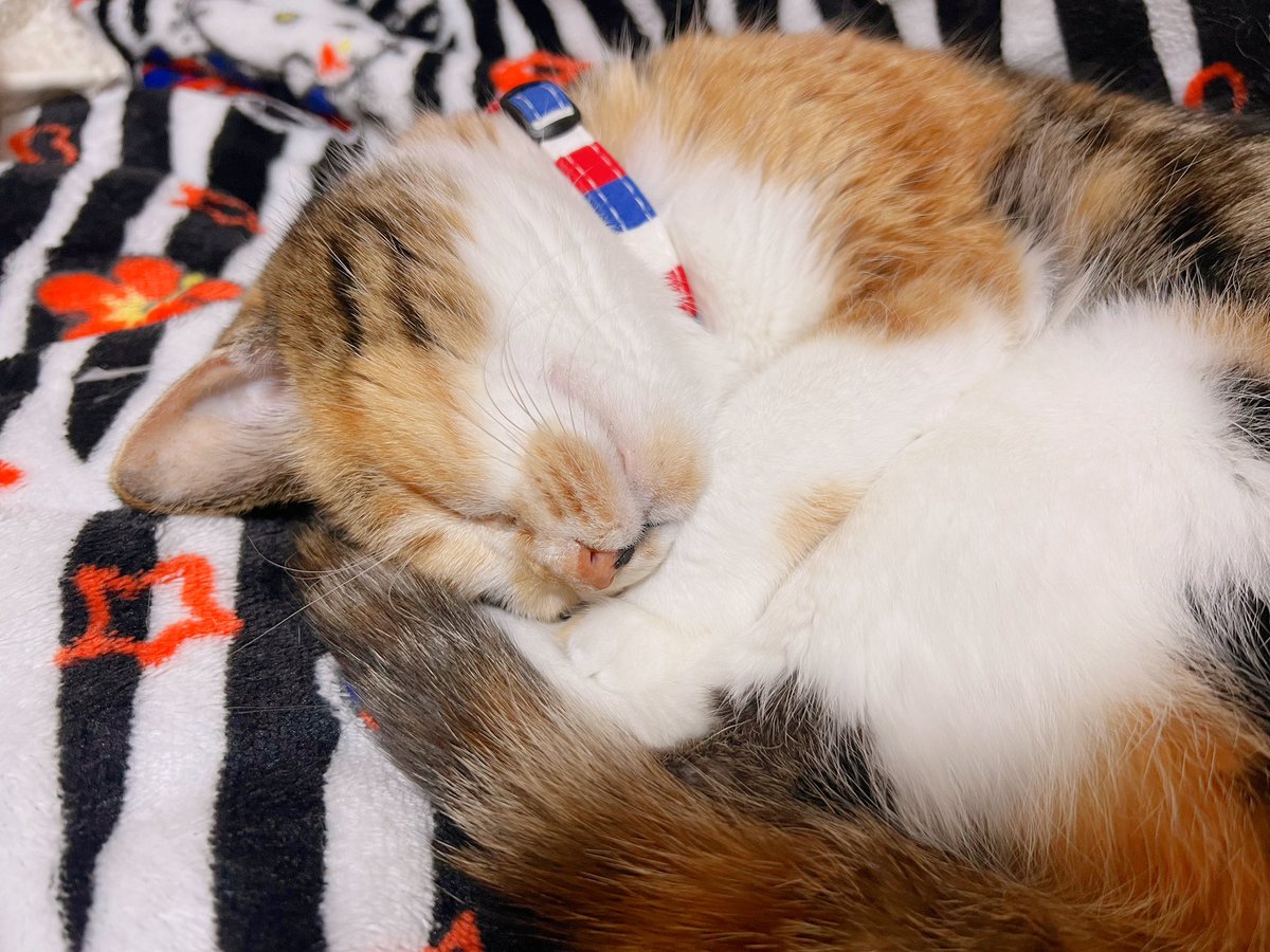 Post by あめちゃん🐱 on X: 🐱