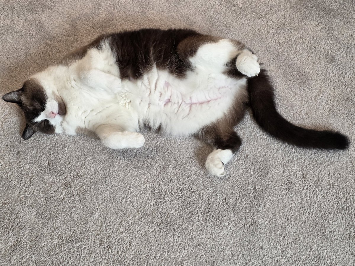 Sir Can Pirate tweet media