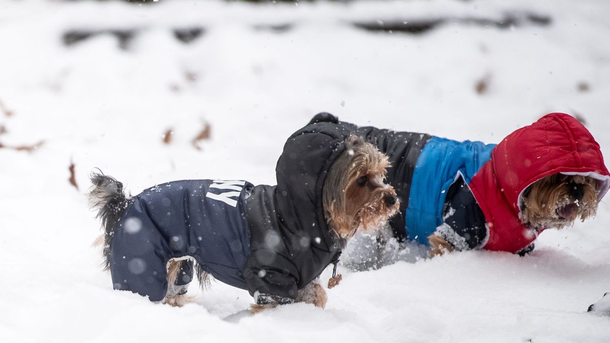 How to send Knox News the cutest photos of your dogs in winter coats knoxnews.com/story/news/loc…