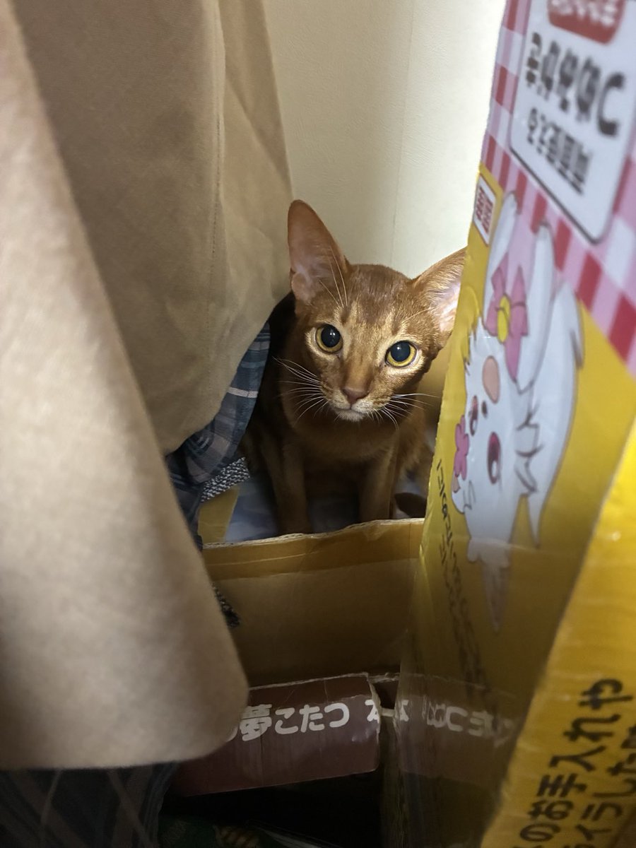 生誕294うちの子214 おはようあんこちゃん🫘 よる撫でさせてくれたし