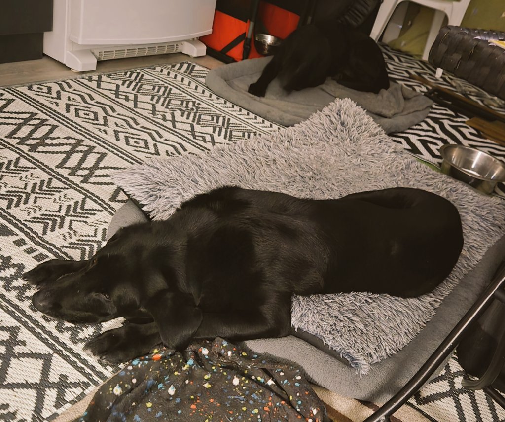 Mickeypaws1's tweet image. Love the #smiles from happy muddy dogs ❤️❤️
Good night Iain and the Team  🌃
Have a splendid day tomorrow 🌞🌞
Stay safe 😍
Tar and I waiting for our dinner 😋