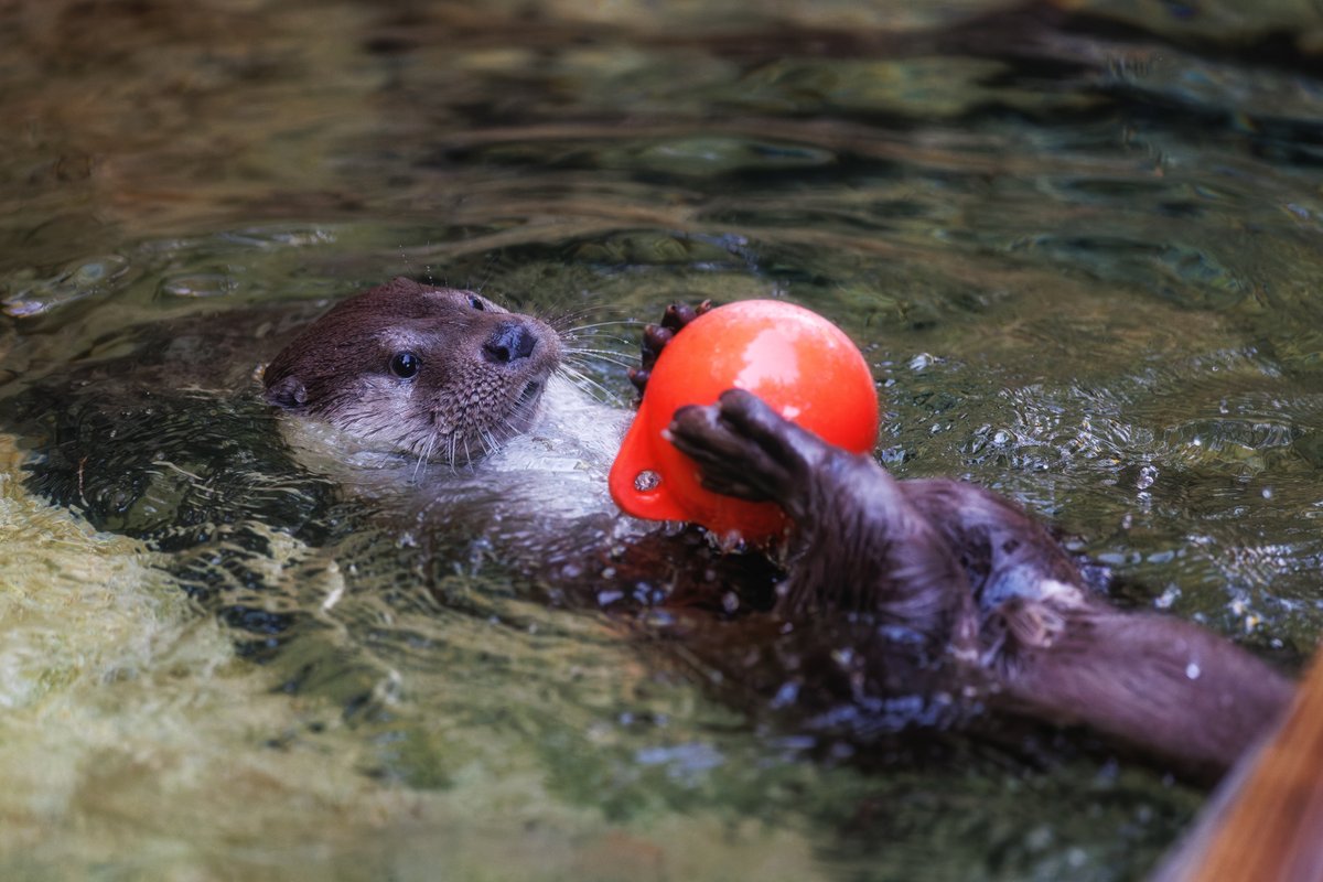 かわうそ 鉄緑会 トミックス 98097 あいの風とやま鉄道521系1000番代 2両セット | 鉄道