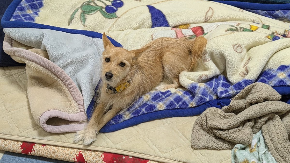 犬ちゃん (@dogchan1010) / Posts / X