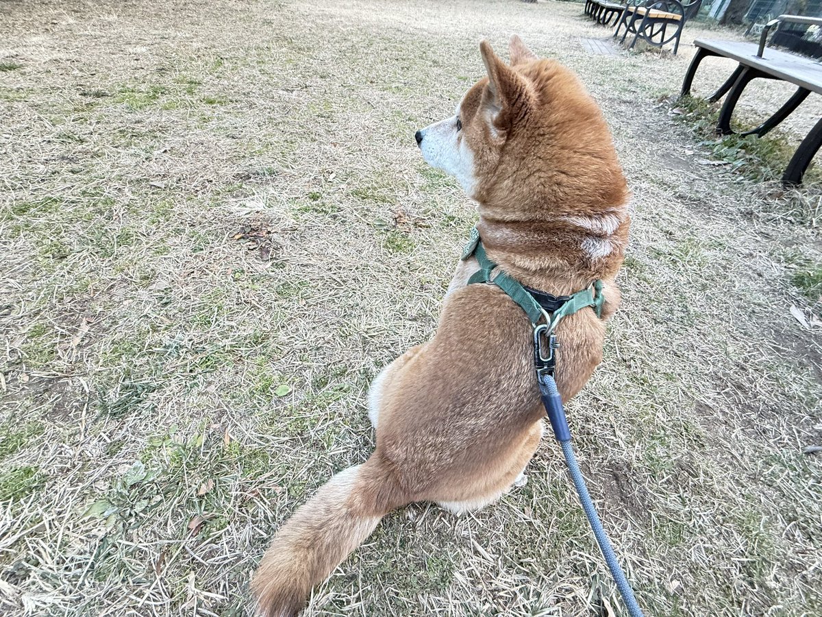 Chicken2Search's tweet image. おはようございます
きょうは一緒にきました♪
#柴犬