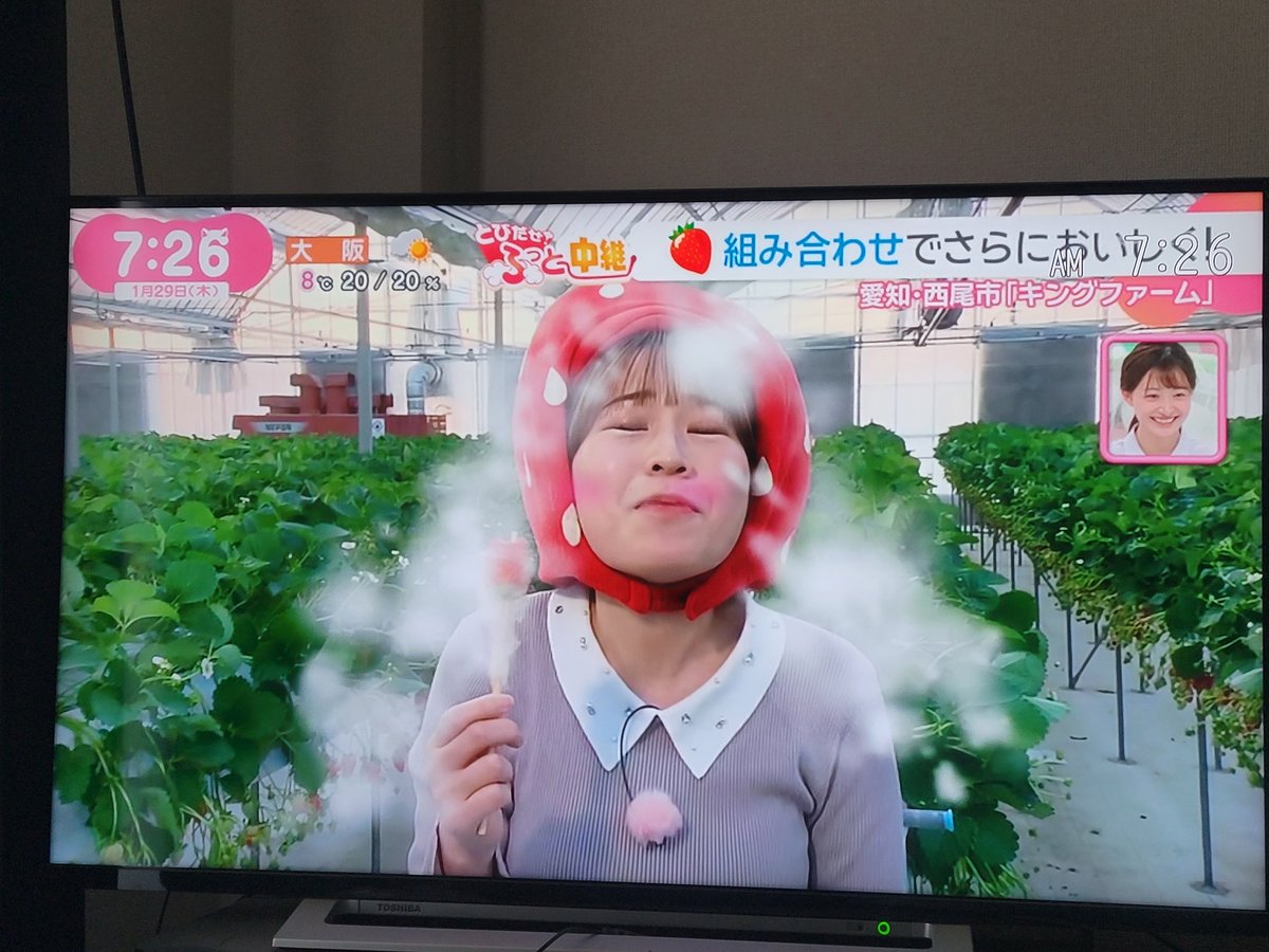 #ドデスカ
#空気がキンキンに冷えている
#いつから居るんだこの寒波
#とびだせふっと～中継
#いちご狩り
#いちごの海に溺れそう
#いちごにマヨネーズ