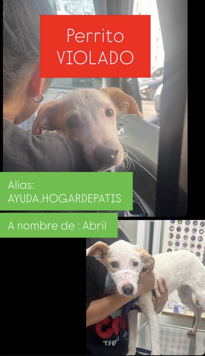 Este enfermo hijo demilputaaaaa viola al cachorro y lo maltraba, recién fue rescatado. Ayuden a las chicas de hogardepatis que no dudaron en SALVARLO. En Instagram están los videos. LOQUIEROMWORD YA! Tengo el alma rota #noalmaltratoanimal