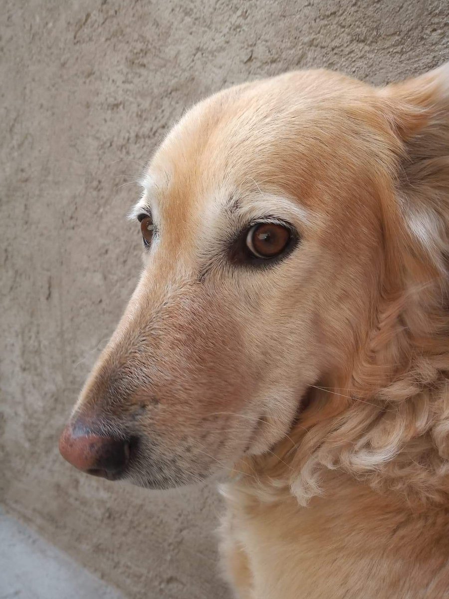 drgc11's tweet photo. El mío resultó ganador todo por un bote de crema Lala que había en la cocina ó el día que sin querer con una pelota de goma te tire un diente de leche.  Vete tranquila y en paz por que nosotros estaremos bien, siempre recordándote como lo que fuiste; una más de nosotros. https://t.co/30VUbPtSGy