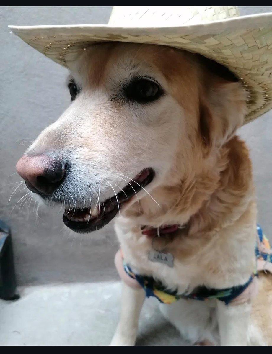 drgc11's tweet photo. El mío resultó ganador todo por un bote de crema Lala que había en la cocina ó el día que sin querer con una pelota de goma te tire un diente de leche.  Vete tranquila y en paz por que nosotros estaremos bien, siempre recordándote como lo que fuiste; una más de nosotros. https://t.co/30VUbPtSGy