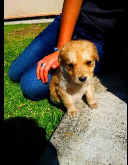 drgc11's tweet photo. Gracias por todo tu cariño, te vamos a extrañar toda la vida
TE AMO🐕❤️🐾 https://t.co/MTObvJhVVS