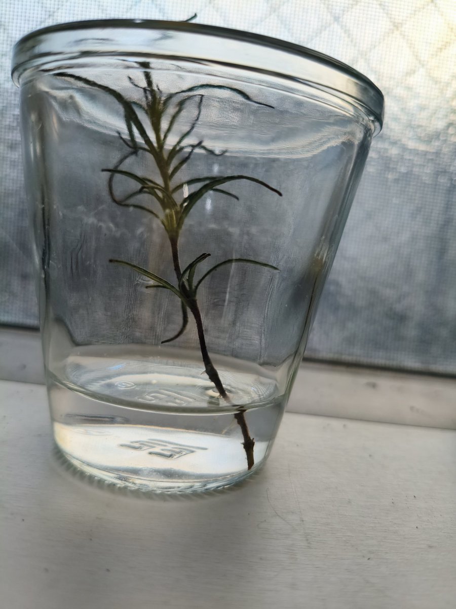 挿し木