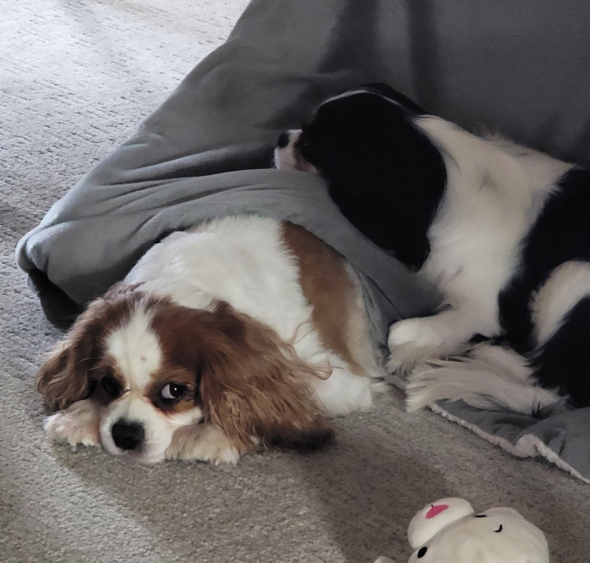 🌟Me bees bored, 🌤Skye.  Do sumfing.