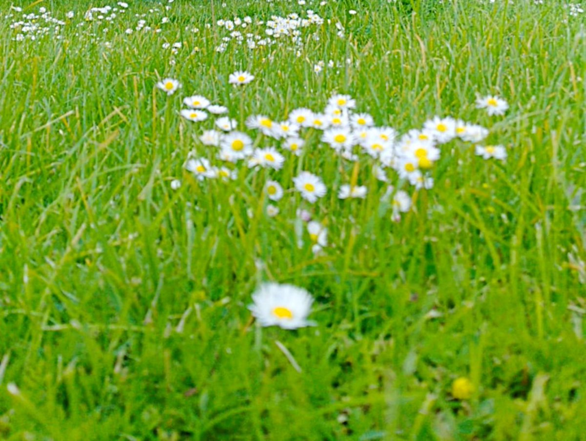 DaniElefantman's tweet image. Ganas de primavera y pisar prados verdes . #prados #margaritas #hacerfotos #primavera