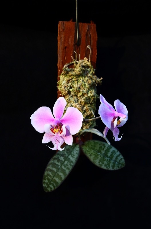 NK】 (@nknk81191345) / Posts / X