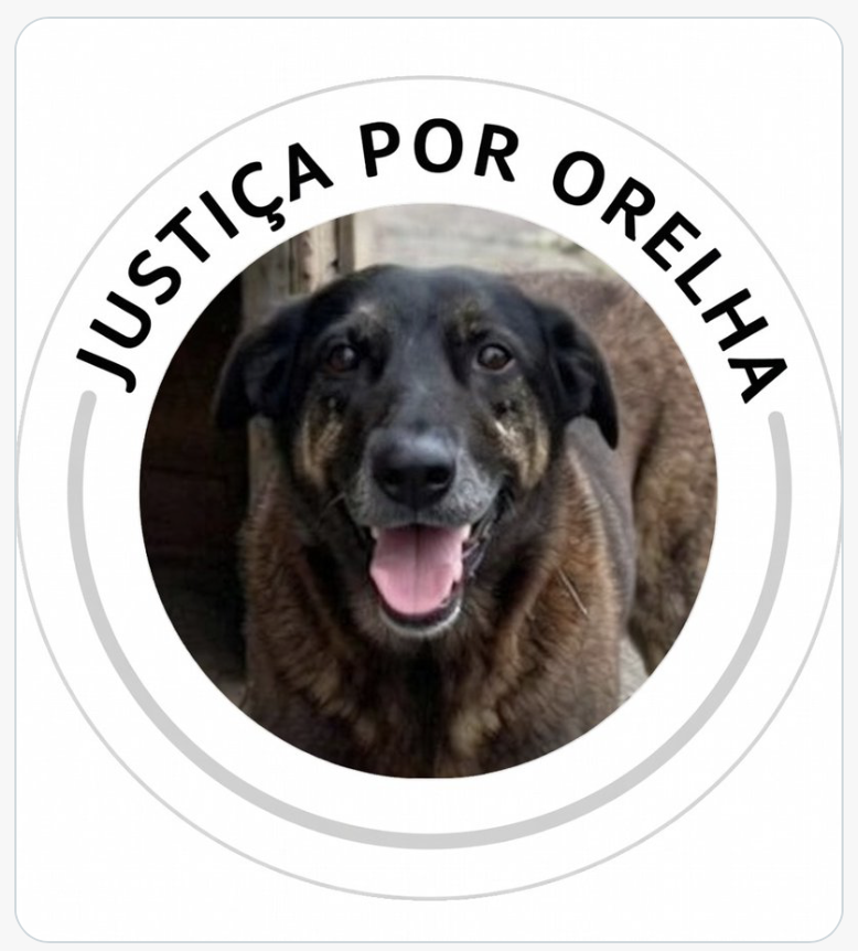 Pobre de Direita 🇧🇷 tweet media