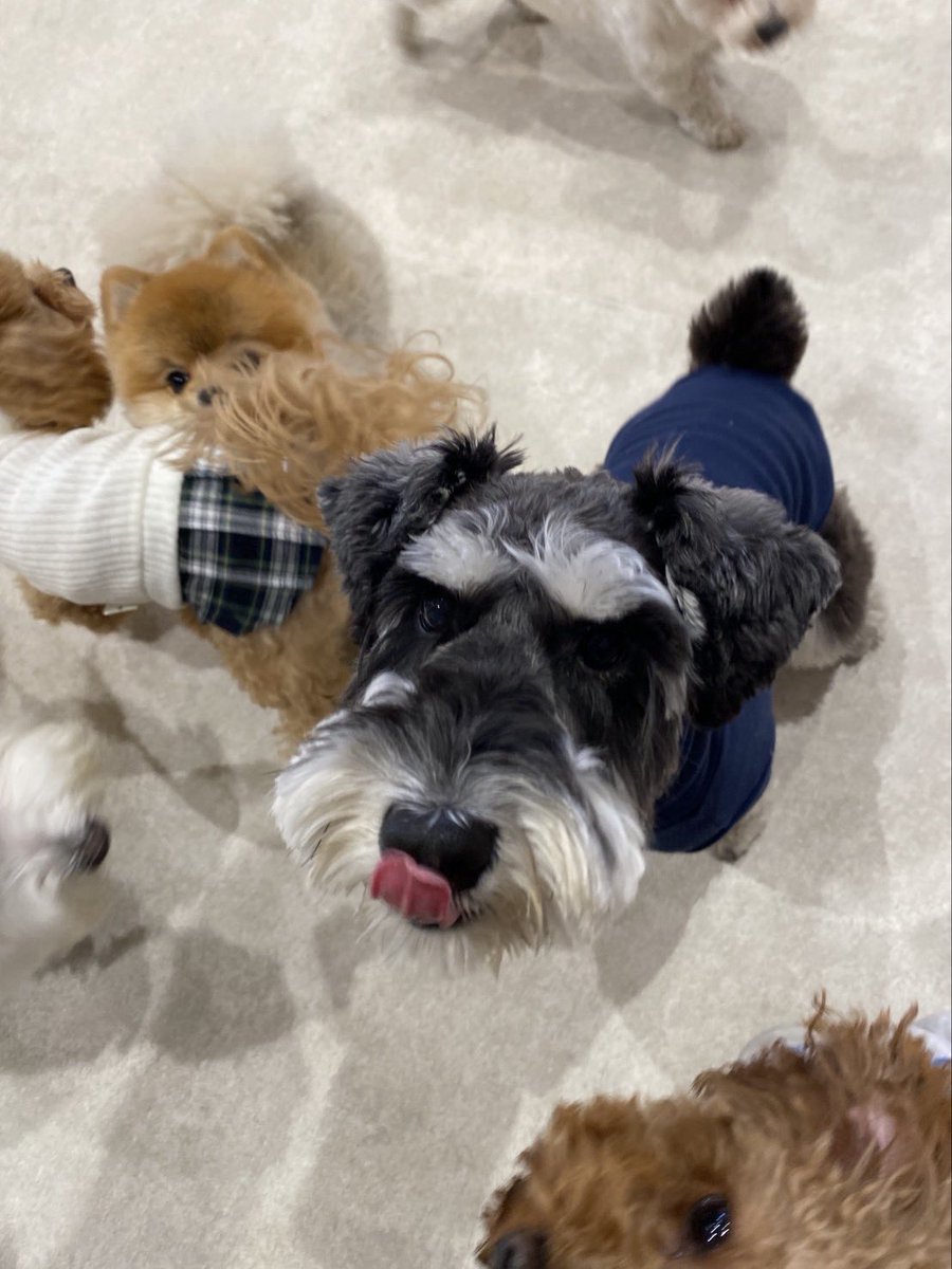 menchi_ms tweet media