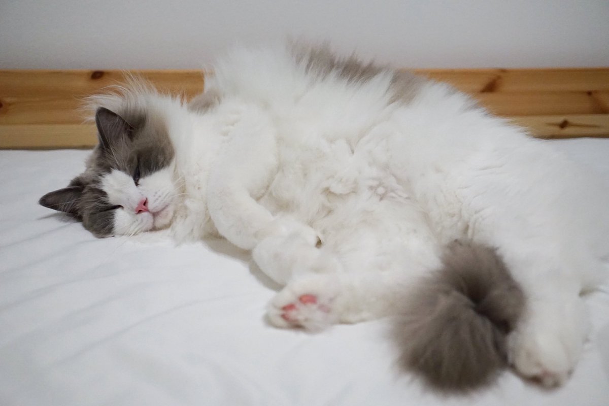 わたあめ (@wataamedetyuyo) / Posts / X