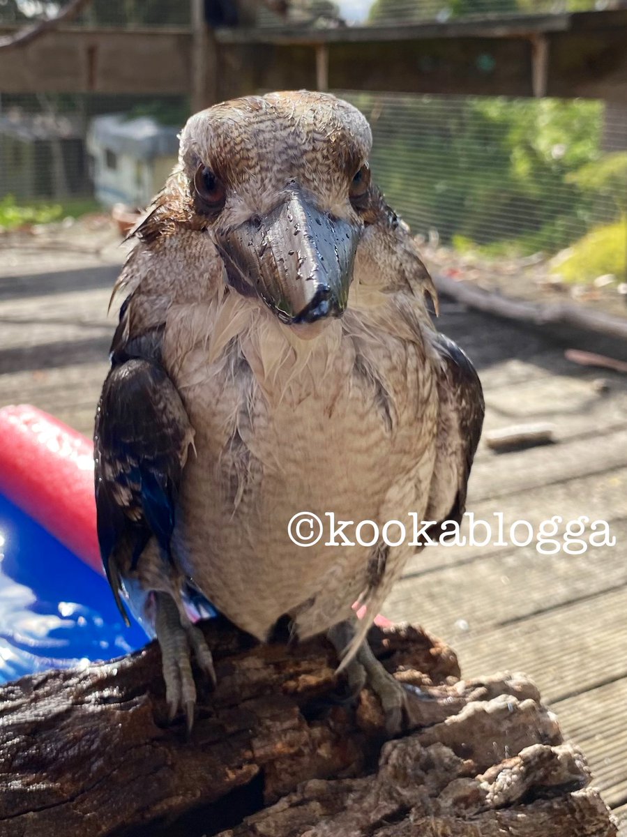 StMaryMacKiller's tweet image. My reach &amp;amp; circulation even amongst my followers is being absolutely throttled. Please engage if you enjoy my posts because that pushes them out to more of our friends.
Just opening the post affects the algorithm; like, share, comment, etc. even more effect. 
#kookalife #EggBurra