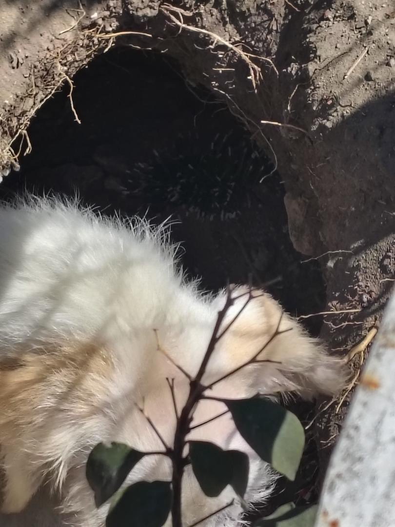 Esta perrita tuvo a sus 3 bebés en un hoyo que excavó para intentar protegerlos. Sus bebés tienen menos de un mes.

Yo no puedo recibirla ahorita porque tengo a dominico a bienvenida y por la obra el espacio está reducido. Si tú puedes recibirla para evitar que algo les pase,