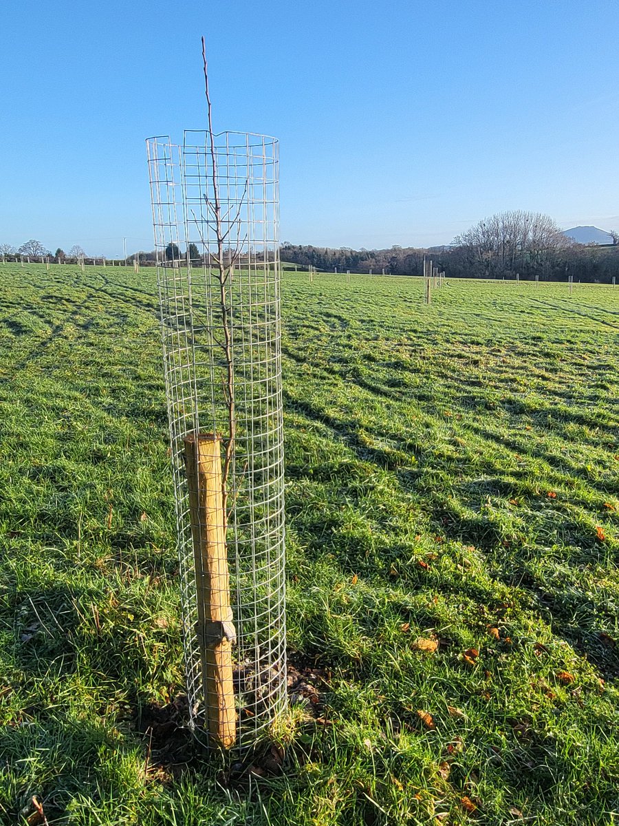 PitchfordEstate's tweet image. Final day of planting apple &amp;amp; pear trees. Wonderful names such as Yellow Huffcap, Charlotte Daunt, Inwood Snout &amp;amp; Crimson Queening &amp;amp; Pitmaston Russett Nonpareil. Thanks Tom the Appleman &amp;amp; Marcher Apple Network for support. 105 trees planted in 2025 &amp;amp; 2026 now in ground #orchard