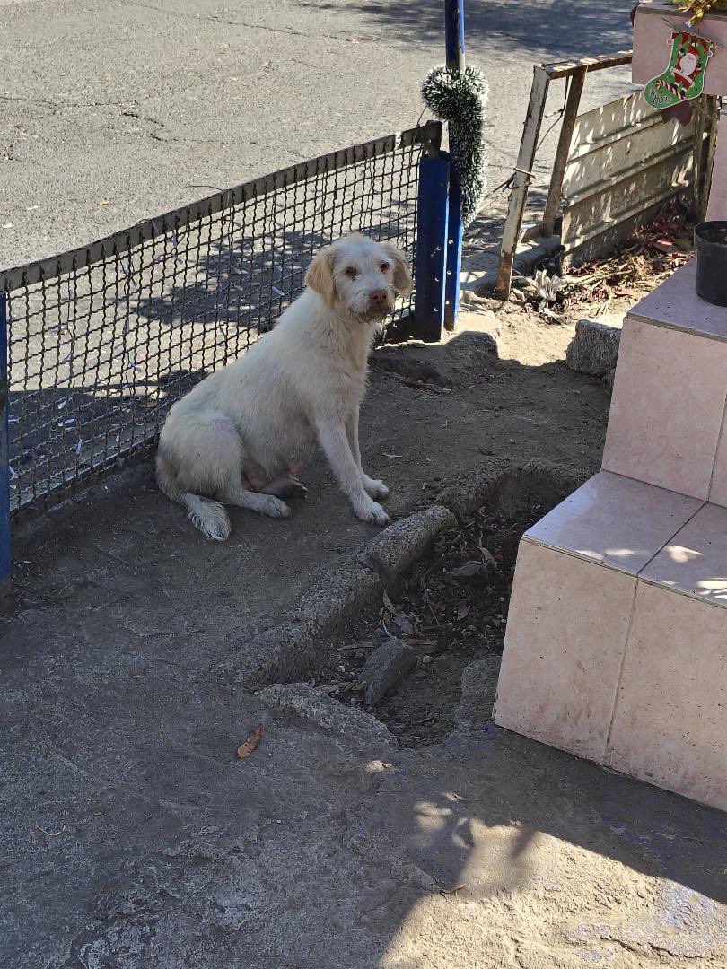 Si tú puedes ayudar por favor contesta este tuit. Son 3 cachorros. 

Difundir ayuda mucho. Gracias 🙏🏻