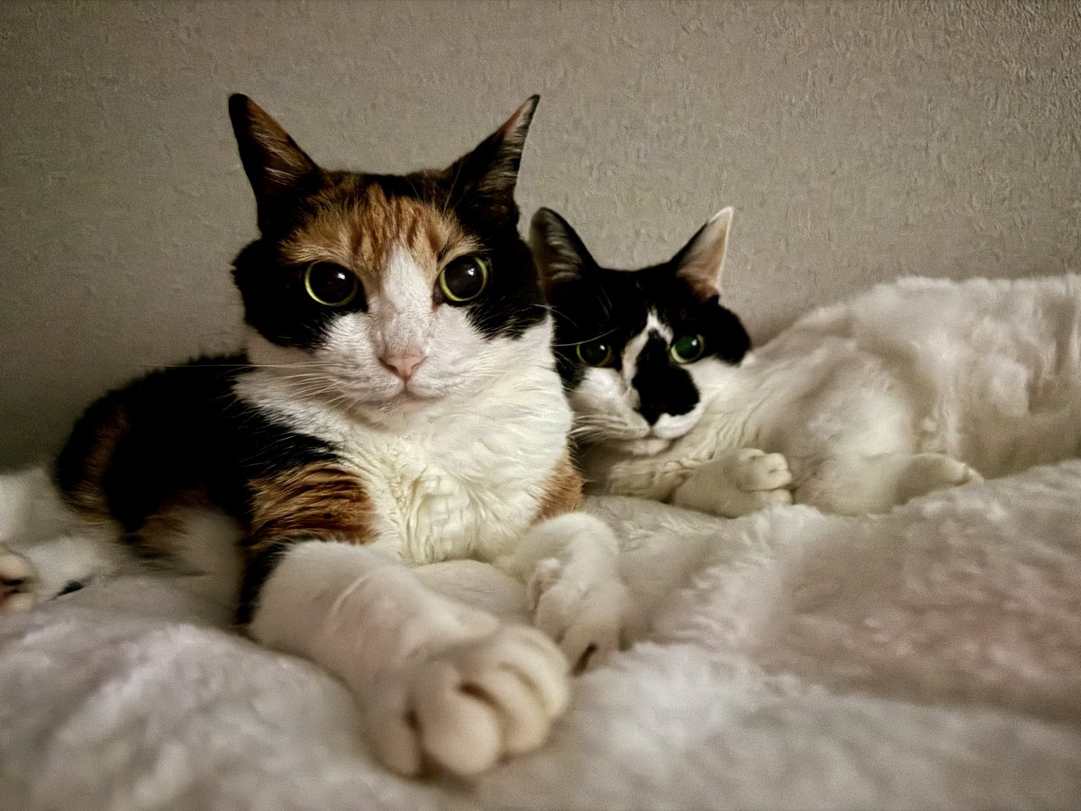 HOMEALONe_ksk's tweet photo. 三毛猫で世界一可愛い可愛いとされている(僕調べ)ソラ姫を紹介します

推しポイントは
・ほっかむりぽい黒い柄
・実は眉毛がある
・茶色部分の毛が世界で一番柔らかい素材でできている

あなたのお家の「世界一可愛い三毛猫」を推しポイント付きで教えてください。
絶対我が家のソラが一番ですが😏 https://t.co/4LTyoV5Q1m