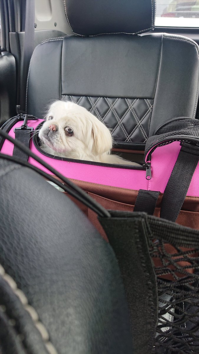 かおりん (@shiro0201_111) on Twitter photo 