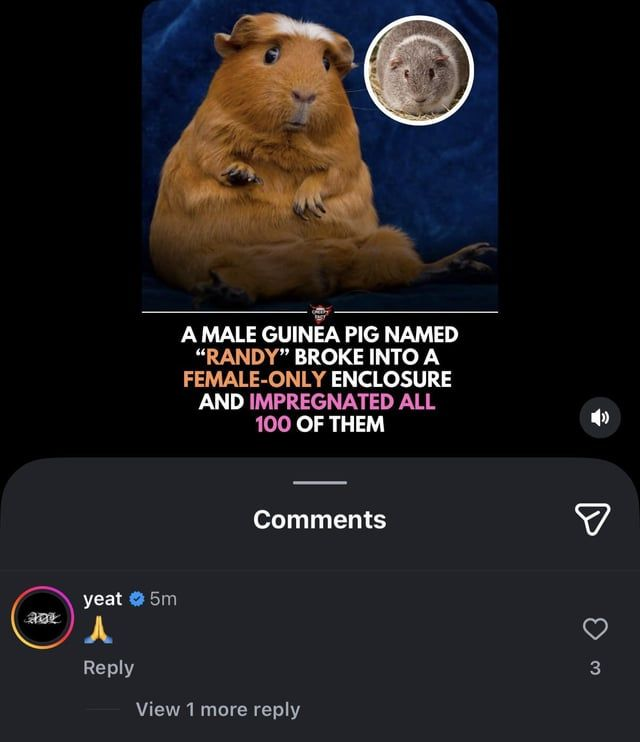 Kurrco's tweet photo. Yeat reacts to news of a male guinea pig named “Randy” breaking into a female-only enclosure and impregnating all 100 of them:

"🙏" https://t.co/BNSXWXrwPK