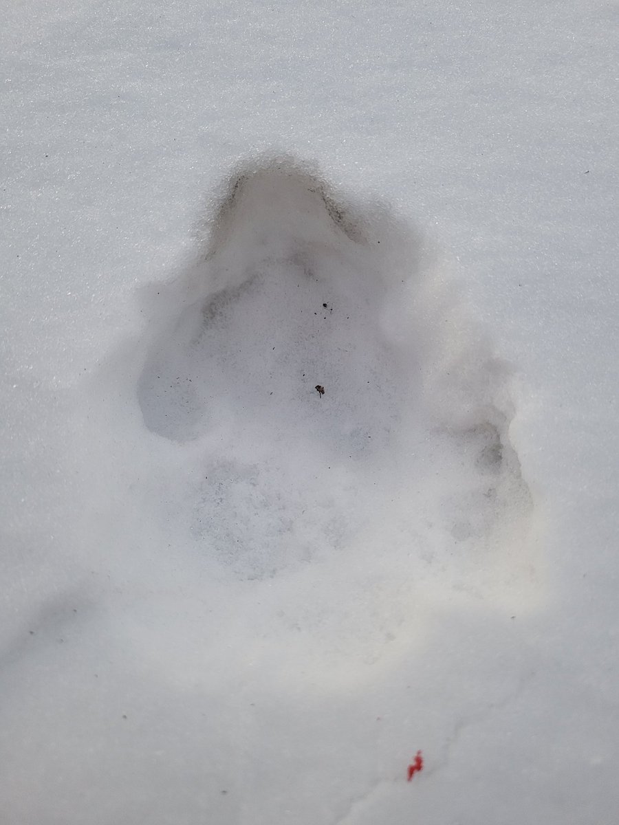 jenbob91113895's tweet photo. I tried melting the snow...this is what I got !!!!! NOT :SNOW"
nth. IL https://t.co/4wx0D4vdxG